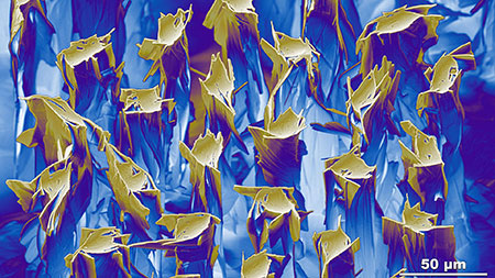 Bi-2212 high temperature superconductor filaments produced by the Maglab over-pressure technique, that are the core of the HTS wire