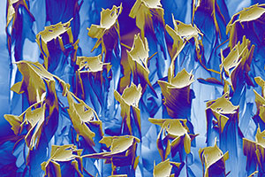 Quantum Design Oxford and Florida State University's MagLab Announce Strategic Partnership